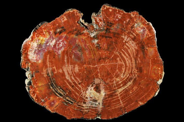 Polished, Petrified Wood (Araucarioxylon) Round - Arizona #184741